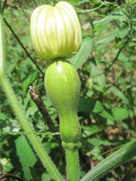 gardening-child-development-vegetable-bloom